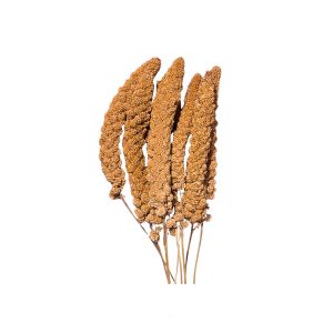 ارزن خوشه ای دم روباهی