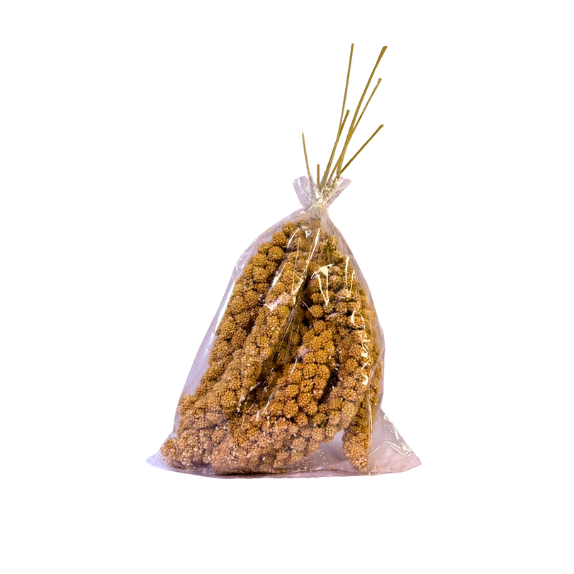 ارزن خوشه ای دم روباهی